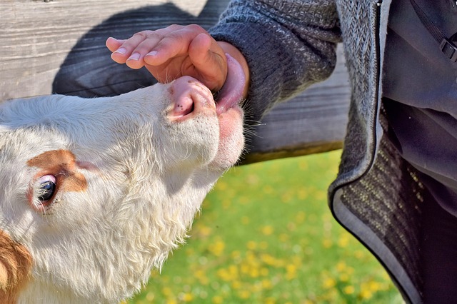 Trumpové kroky proti Kanadským farmárom